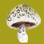 Himalaya Prince | ifungiclub | #308