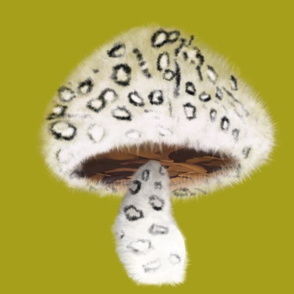 Himalaya Prince | ifungiclub | #308