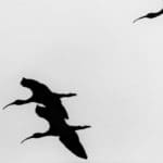 ART COMPASS-Galerie Dittmar-Horst Schaefer-Ibis in Flight 1970