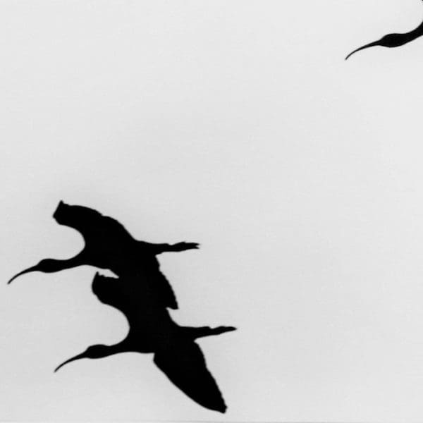 ART COMPASS-Galerie Dittmar-Horst Schaefer-Ibis in Flight 1970