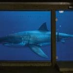 Christine Schulz, „HAI, Kortum“