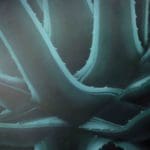 THOMAS KITZINGER - A11-21