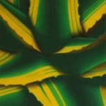 THOMAS KITZINGER - F9-21