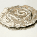 Mariella Kerscher | Placenta_7.stl | 2021