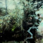 CAROLA SCHAPALS - Wo der Wald blüht