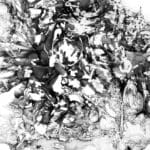 Sabine Banovic - Ritter, 2015