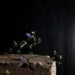 Carina Linge - Lichtblaue Blume (Tableau C.v.L.), 2019