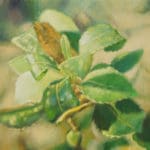 JÜRGEN DURNER - Wüstenblume, 2022