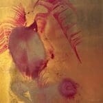 ROBERT WEBER - Anatomie der Ekstase