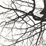 HELGE HOMMES - WALDESRUH