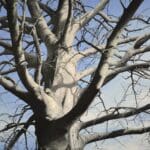 HELGE HOMMES - MORGENLAND ( DU)