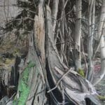 HELGE HOMMES - CERRO TORRE