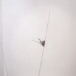 GAELLE CHOTARD - Sans Titre