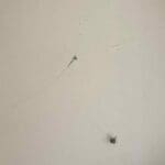 GAELLE CHOTARD - Sans Titre