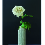 JAN PETER TRIPP - Blanc de Blanc