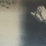 JAN PETER TRIPP - Tulpe