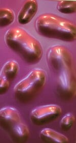 WILLI SIBER - Tafelobjekt (konvex/pink-violett)