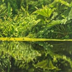 JÜRGEN DURNER - Photosynthese