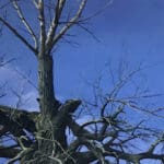 HELGE HOMMES - Baumporträt DU+ DU