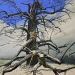 HELGE HOMMES - Baumporträt DU