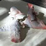 DIANE HAEFNER - Porzellastik II