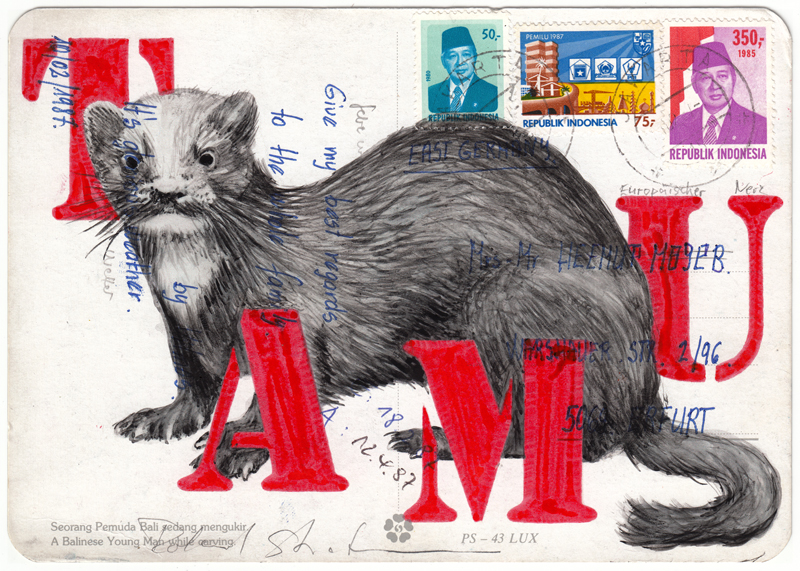 Roland STRATMANN 2025 30_IBDMW_Europ_Nerz_800 Kopie ROLAND STRATMANN - IBDMW Europ Nerz - Image 1